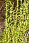 Piedmont marsh elder